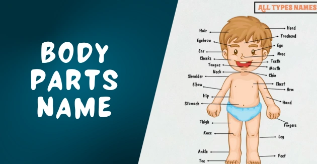 Body Parts Name