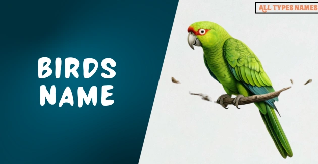 Birds Name